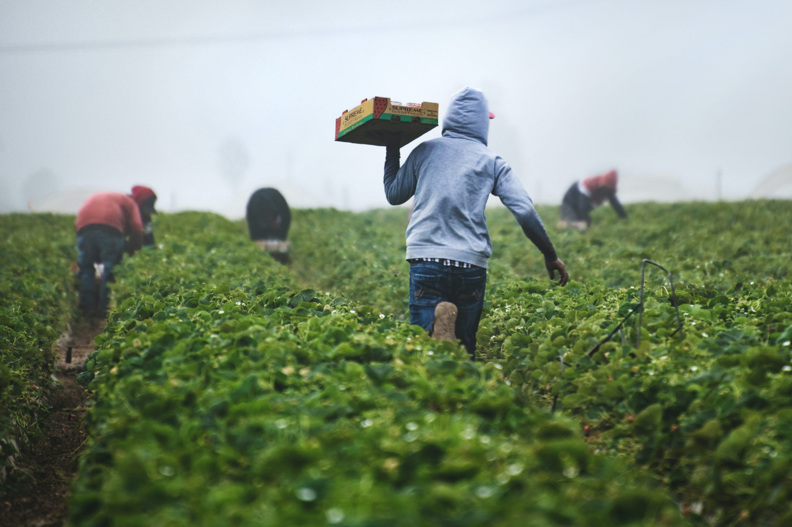 Pula, a Kenya-based Agri-Insurance Startup Raises $6m Series A Funding Round